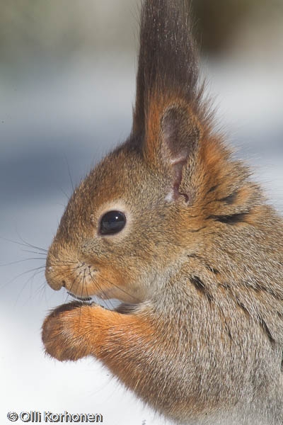 Rukoileva orava.