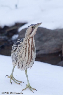 Kaulushaikara (botaurus stellaris) kävelee lumella.