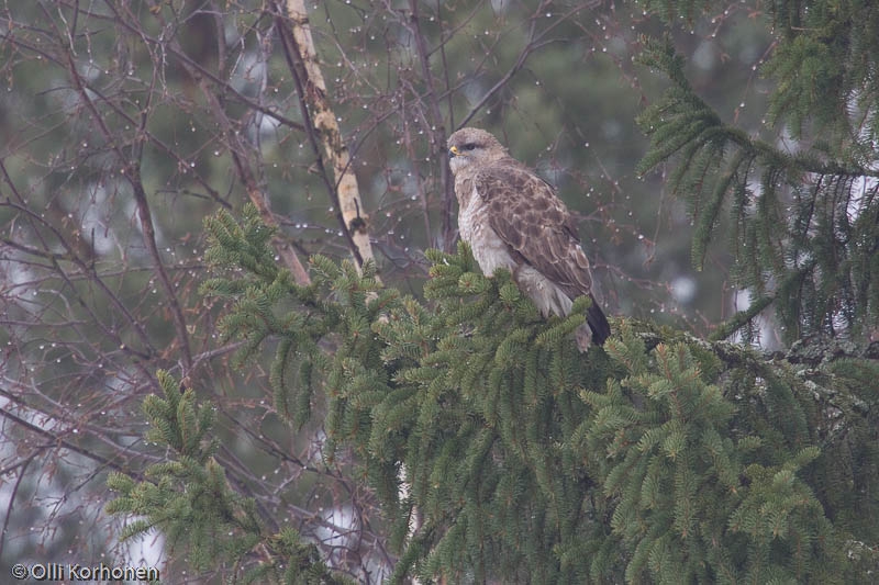 Hiirihaukka kuusessa, buteo buteo vulpinus red-fox.