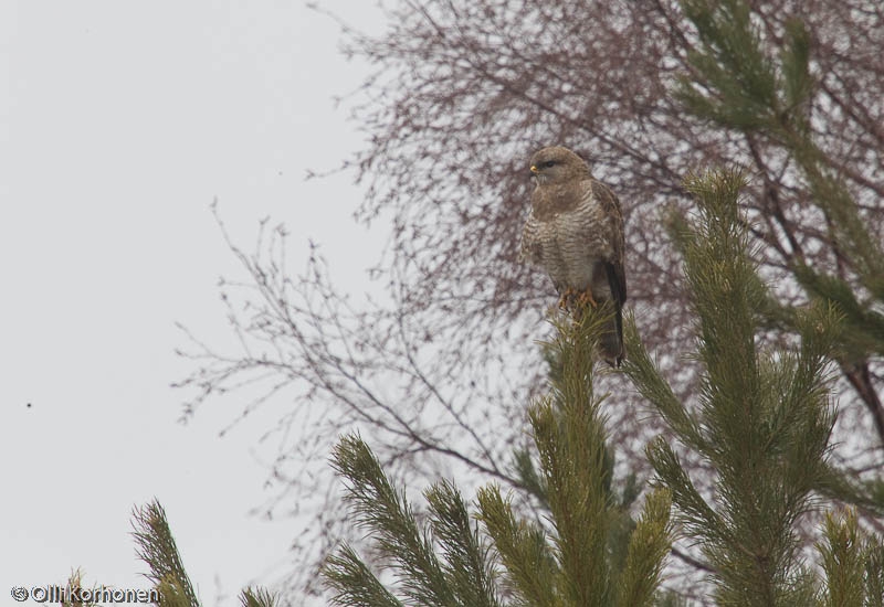 Hiirihaukka, buteo buteo vulpinus red-fox.