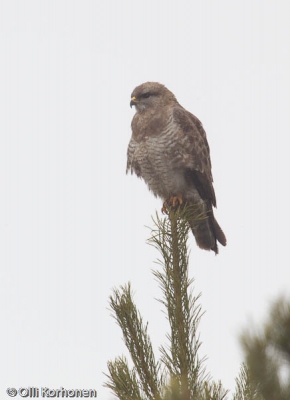 Hiirihaukka, buteo buteo vulpinus red-fox.