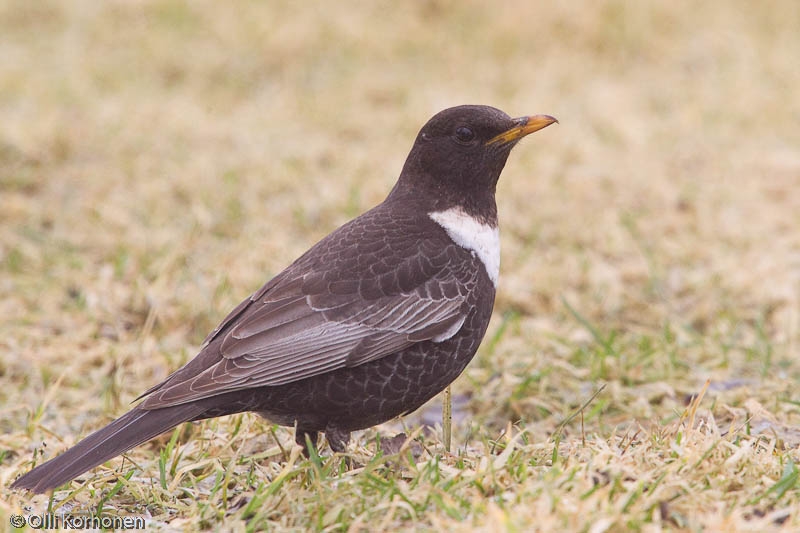 Sepelrastas, turdus torquatus, sivulta.