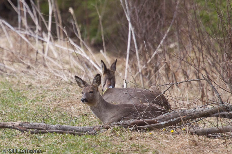 Metsäkauriit lepäävät ja märehtivät.