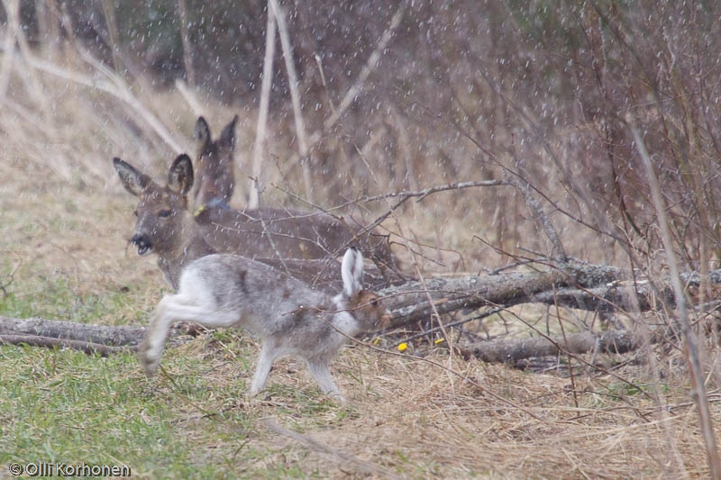 Metsäjänis poistuu metsäkauriiden luota.