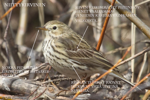Niittykirvinen, tunnistuskuva. Niittykirvinen, tunnistuskuva.