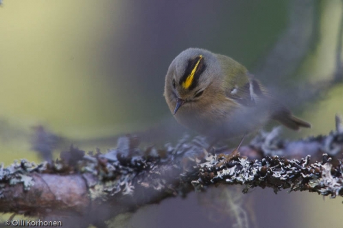 Hippiäinen, regulus regulus.