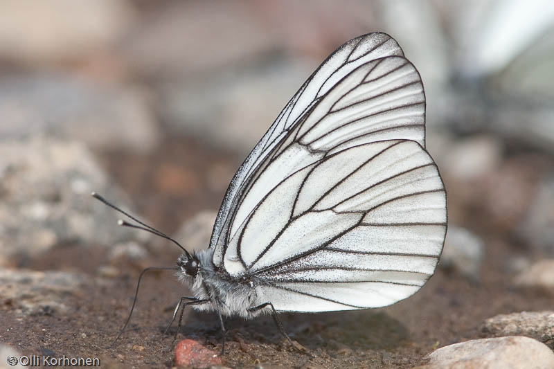 Pihlajaperhonen, Aporia crataegi, imee kosteutta maasta.