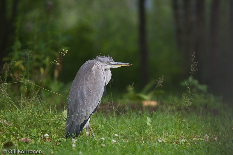 Nälkiintynyt harmaahaikara rivitalon takapihalla.