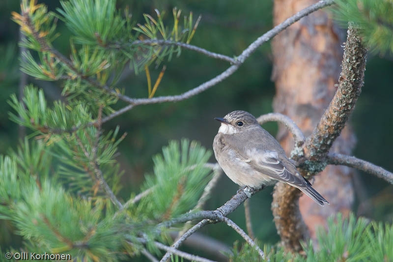 Harmaasieppo männyn oksalla.