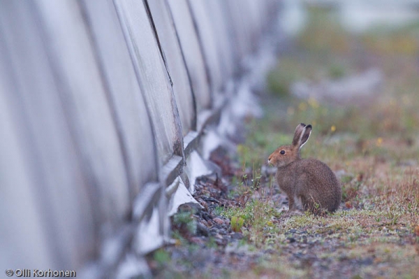 Metsäjänis ihmettelee kasvihuonetta.