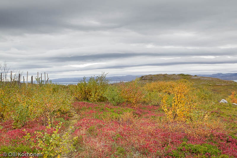 Ruskamaisema Norjan rannikolla välillä Utsjoki-Vuoreija.