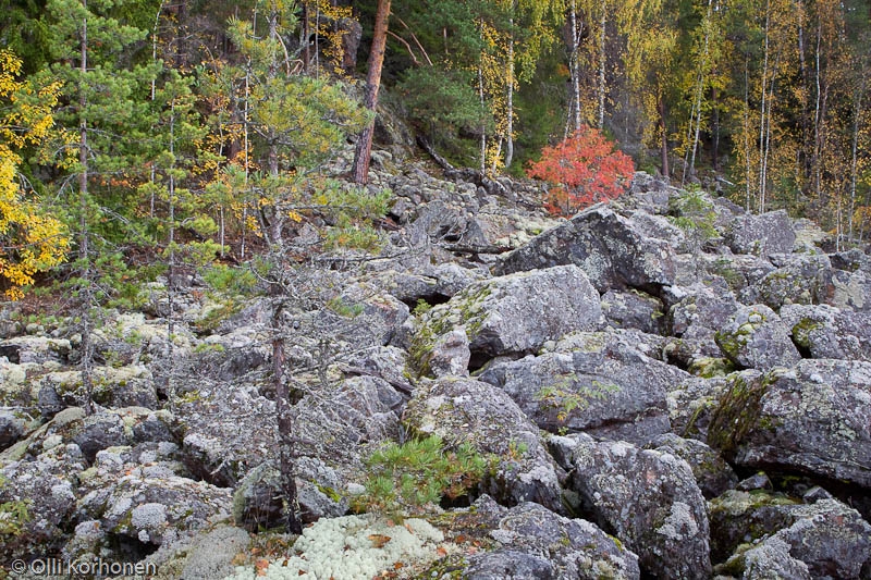 Kalliojyrkänteen alla rantaan rajoittuva lohkarealue, Kallio-Kourujärvi.