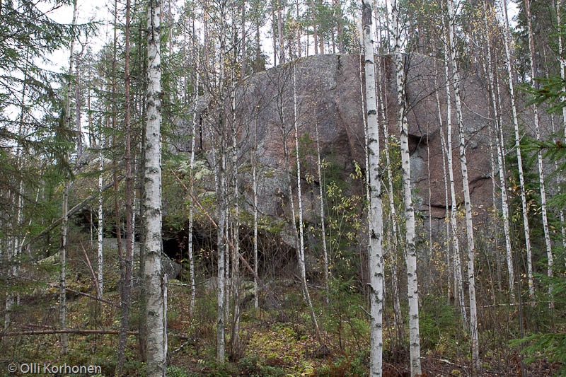 Haavikkolehdon suuri lippaluola, suuaukko.