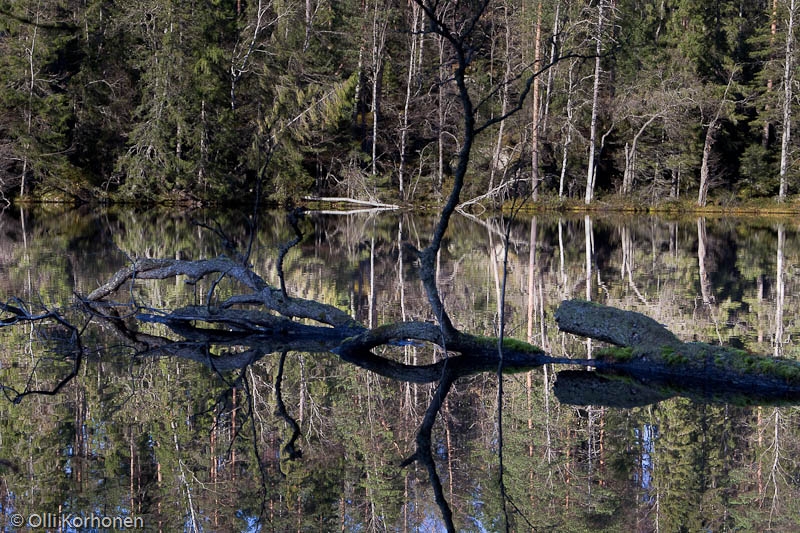 Kylki-Kurikka, Haavikkolehto, Suonenjoki.