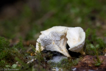 Valeorakas, Sistotrema confluens, taggticka.