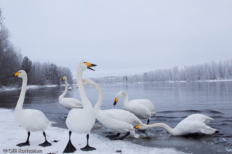 Laulujoutsenten kiista ruokailuvuorosta, Tyyrinvirta..