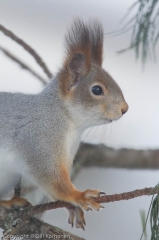 Nuori harmaaturkkinen orava.