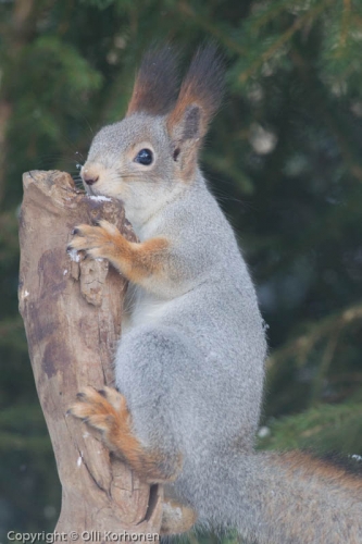 Nuori harmaaturkkinen orava.