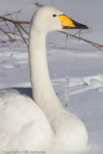 Laulujoutsen jolla kalastajanaru nokan ympäri.