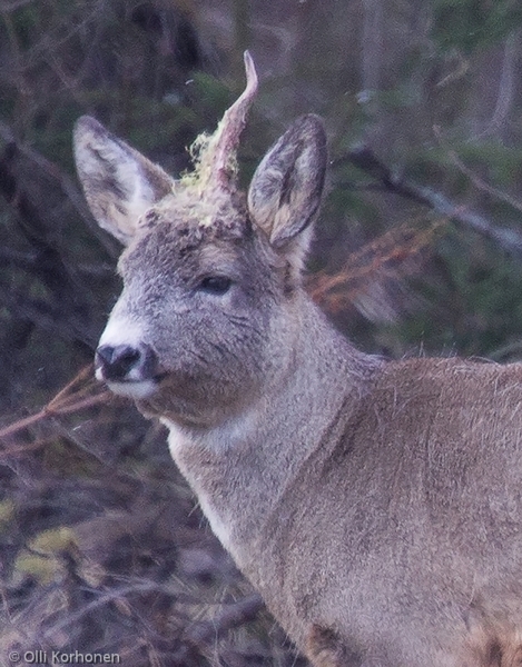 Aidosti yksisarvinen metsäkauris.