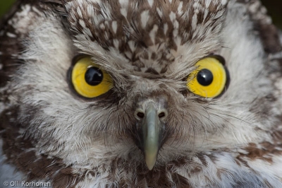 Helmipöllö tuijottaa, Boreal Owl, Tengmalm's Owl, Chouette de Tengmalm, Aegolius funereus, Pärluggla, Rauhfußkauz