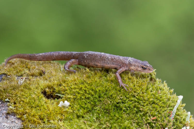 vesilisko-2013-1580, Triturus vulgaris.