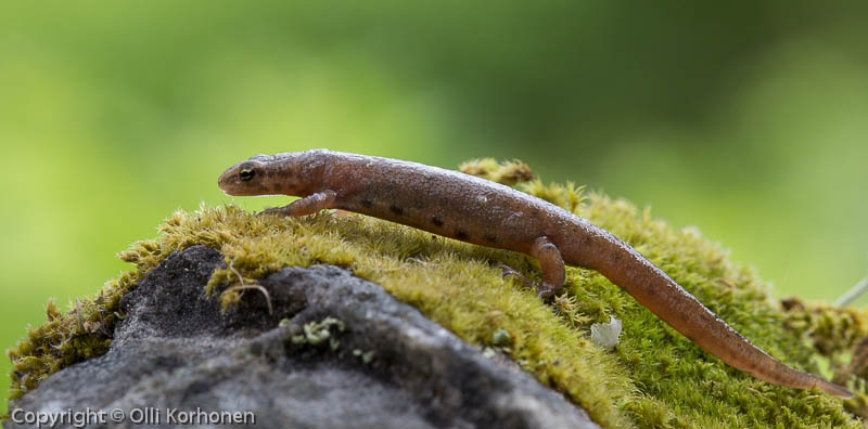 vesilisko-2013-1596, Triturus vulgaris.