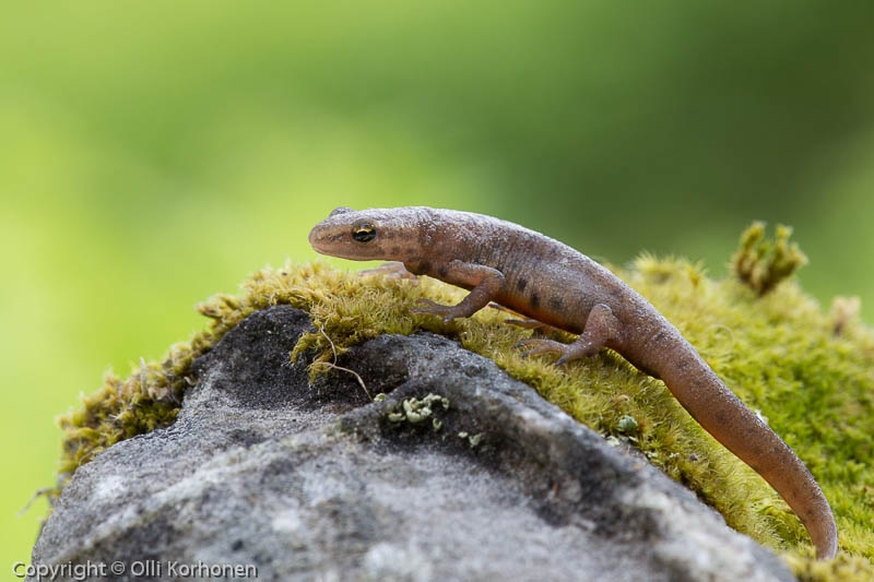 vesilisko-2013-1601, Triturus vulgaris.