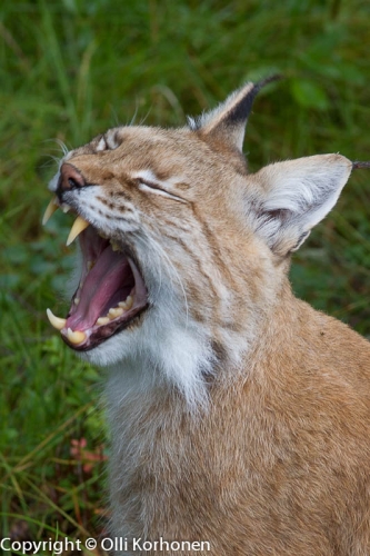 Ilves haukottelee, Ranua Zoo.