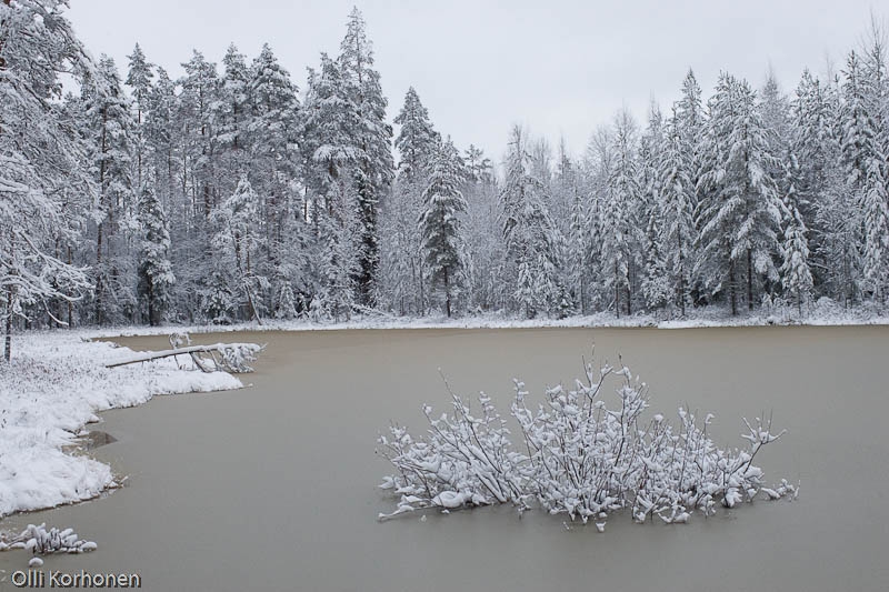 Kurkilampi Halostenvuorilla. Suonenjoki, marraskuu 2005.