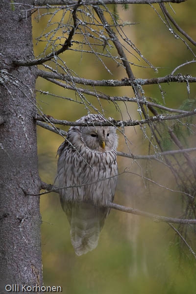 Viirupöllö metsän siimeksessä.