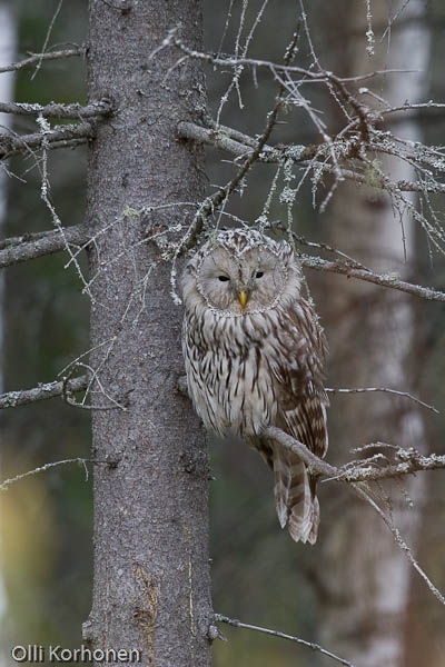 Viirupöllö kuusen oksalla.