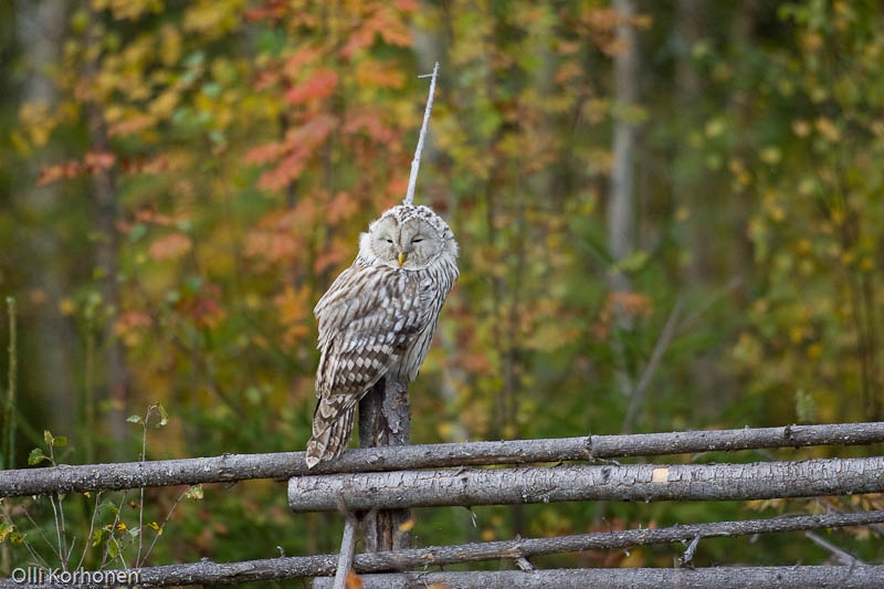 Kuva, photo, foto: viirupöllö, ural owl, chouette de l'oural, strix uralensis, slaguggla, Habichtskauz