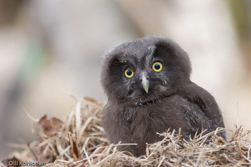 helmipollo, Tengmalm's Owl, Chouette de Tengmalm, Aegolius funereus, Parluggla, Rauhfu?kauz