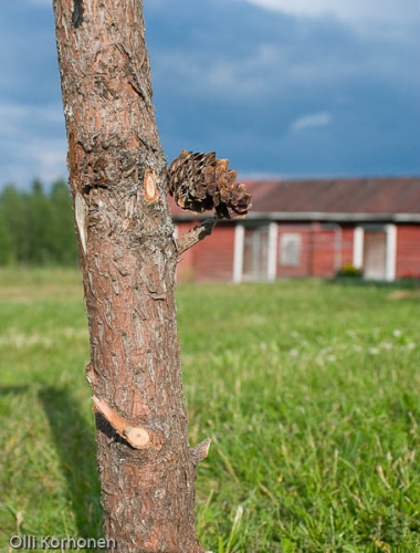 Suoraan puun rungosta kasvava käpy.