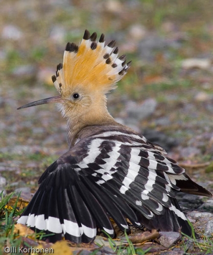 harjalintu, hoopoe, huppe fasciee, upupa epops, harfagel