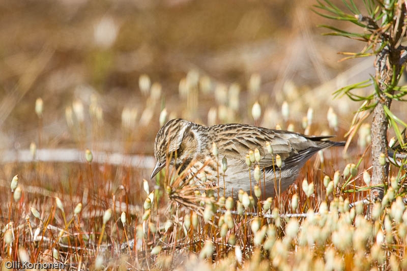 Kangaskiuru, ent. metsäkiuru, Suonenjoki, 2008.