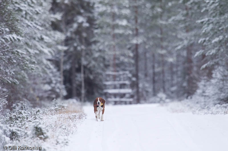 Jäniskoira lumisella metsätiellä.