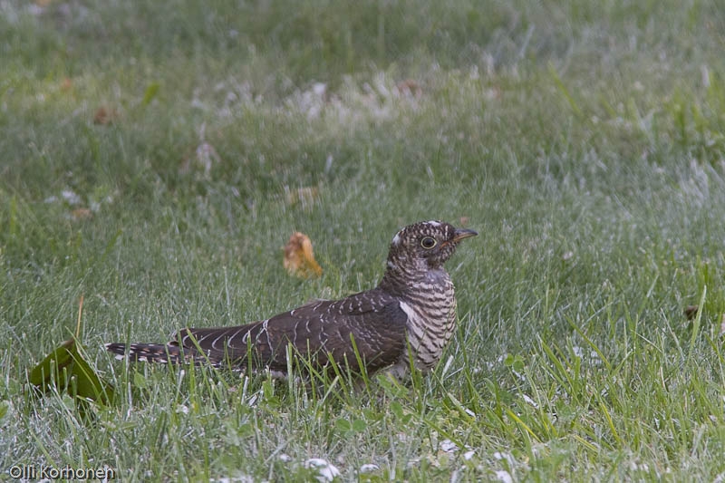 Nuori käki ruohikossa.