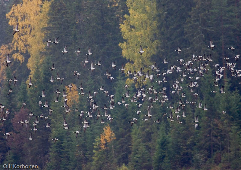 Valkoposkihanhet lentävät metsämaisemassa.