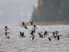 Valkoposkihanhia lentää järven yllä Rautalammin Vesterilässä.