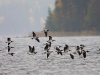 Valkoposkihanhia lentää järven yllä Rautalammin Vesterilässä.