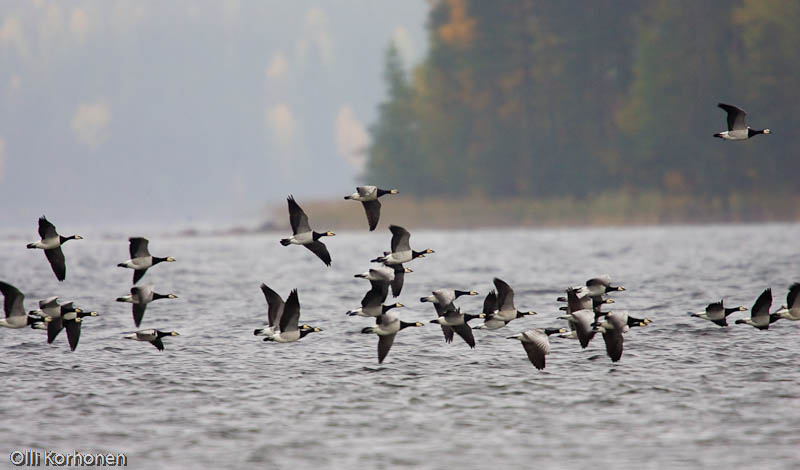 Valkoposkihanhia lentää järven yllä Rautalammin Vesterilässä.