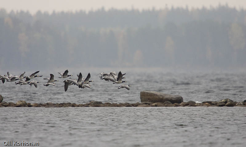 Valkoposkihanhia laskeutuu luodolle Rautalammin Vesterilässä.