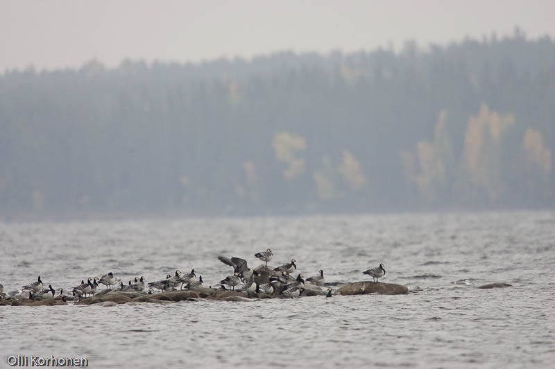 Suuri valkoposkihanhien muuttoparvi lepää Niiniveden luodolla. 