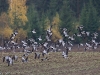 Valkoposkihanhia lennossa ruskamaisemassa Suonenjoen Pirttilässä.