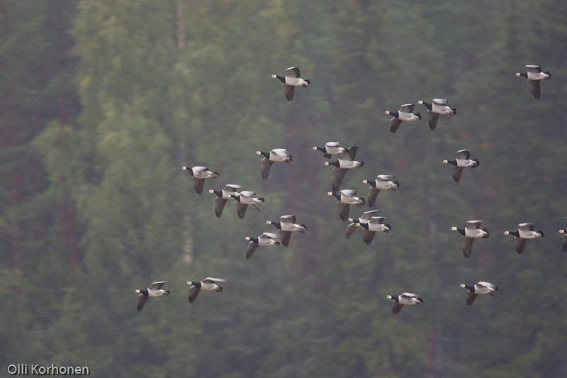 Valkoposkihanhia lennossa Suonenjoen Pirttilässä.