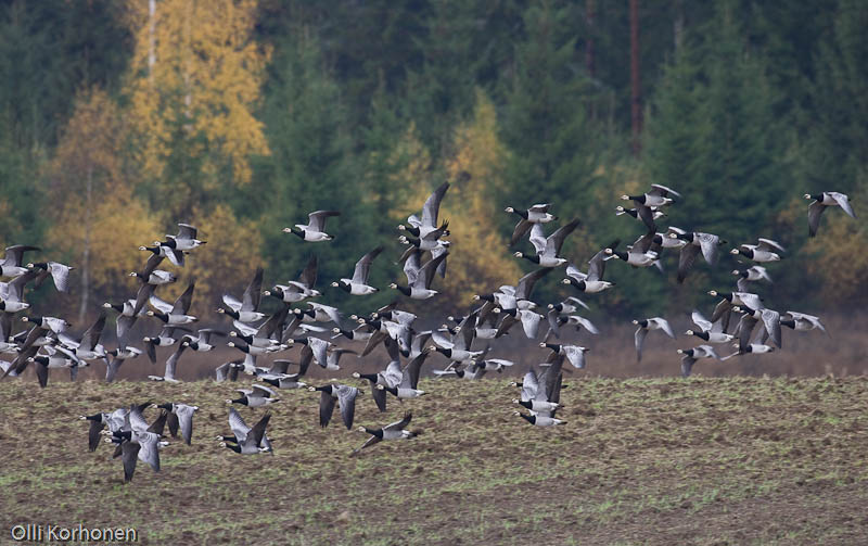 Valkoposkihanhia lennossa ruskamaisemassa Suonenjoen Pirttilässä.