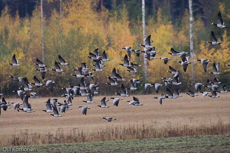 Valkoposkihanhia lennossa ruskamaisemassa Suonenjoen Pirttilässä.