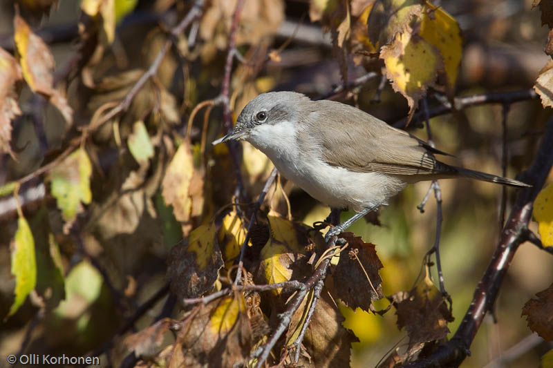 hernekerttu-2011-3140